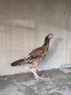 mianwali madhi