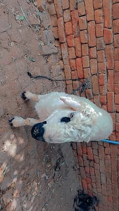 *Chatra