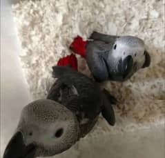 African grey parrot chick 03291940713