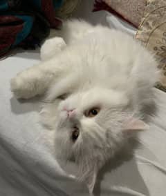Persian cats