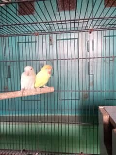 Cremino X Albino breeder pair