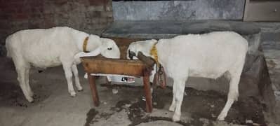 Pair of male goats for sale in lahore