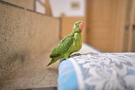 paroot Chick For Sale