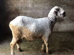 Mundra chatra for qurbani