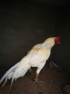 White Aseel Breeder for Sale