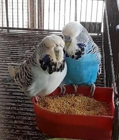 EXHIBITION BUDGIES PAIR