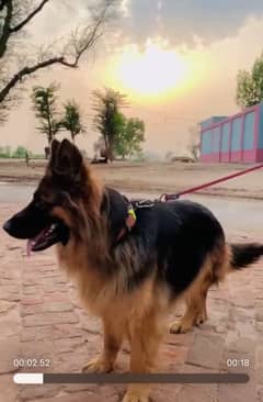 German Shepherd female