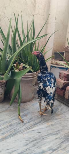 ASEEL HEN