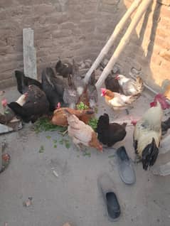 Desi eggs