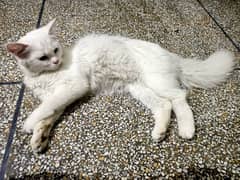 beautiful cat