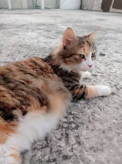 Persian