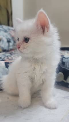 persian cat