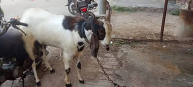 urgent sale Bakra
