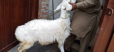 Dasi Dumba for qurabni