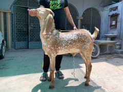 Qurbani Bakray / makhi cheena / chakki dumba / Desi goat
