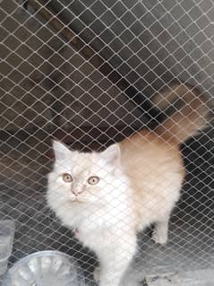 cat for sale
