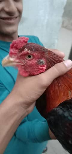 aseel mianwali available
