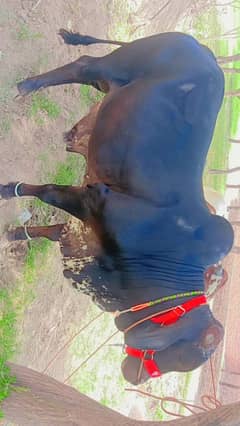 bull