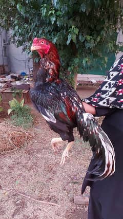 High Quality Breeder