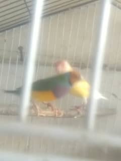 finches