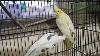 Eno V-Pied Male and Yellow Pastel Face Female