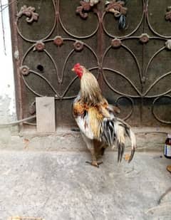 aseel mianwali breeder murga / full healthy
