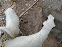 sheep
