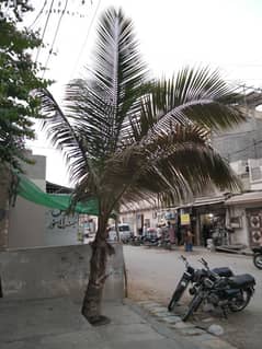 coconut tree