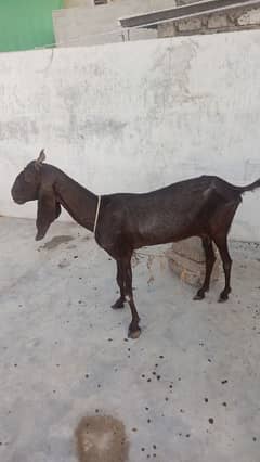 bakri for seal bacha nhi hai 0.3. 1.5. 2.8. 2. . 2. . 7. . 2. . 2