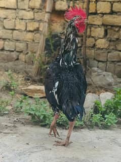 pure aseel bengham for sale in very reasonable prize