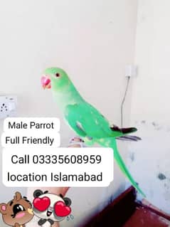 Fixed Final 5500 Hand Tamed Full Friendly Green Ring Neck Male Parrot