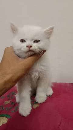 Persian cat