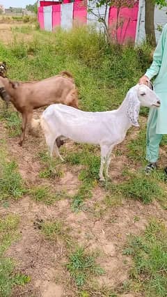 dood wali baqri available | rajanpuri cross |  Goat |  Goat for Sale