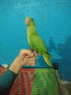 ringnick parrot hath pi beat tha hai