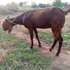bakri
