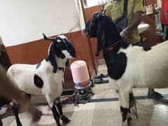 2 dant Bakre for sale Qurbani 2025
