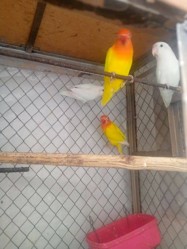 3 pair love birds for sale 1