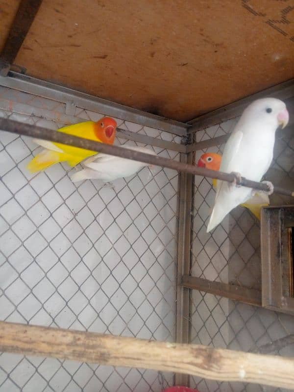 3 pair love birds for sale 2