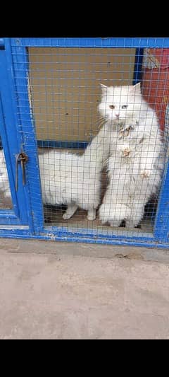 Pair of 2 Persian cats Male & Female