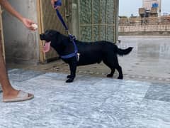 Labrador