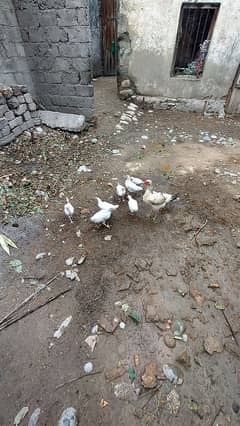 aseel and hens