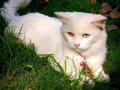 Persian