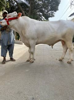 Bachra For Sale