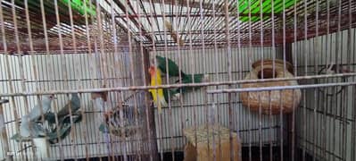 dove/love birds/finch