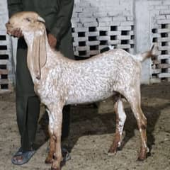 khasi bakra donda bakra