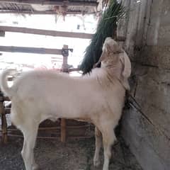 gulabi goat Ando