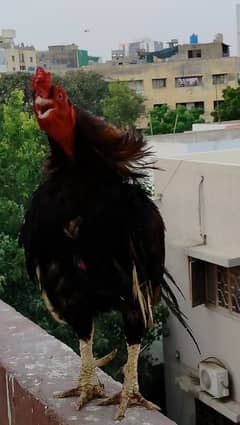 ambroha aseel