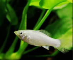 Fish in Fish