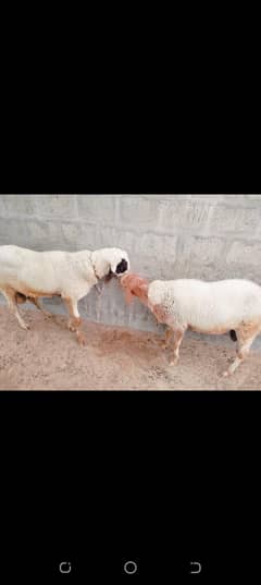sheep 2