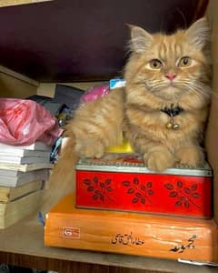 Persian Male cat